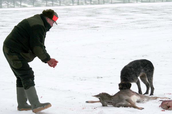 Jagd Wild Aufbrechen